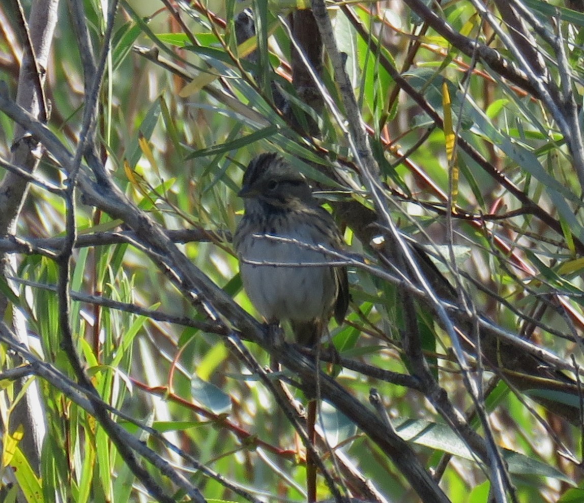 Lincoln's Sparrow - ML487942651