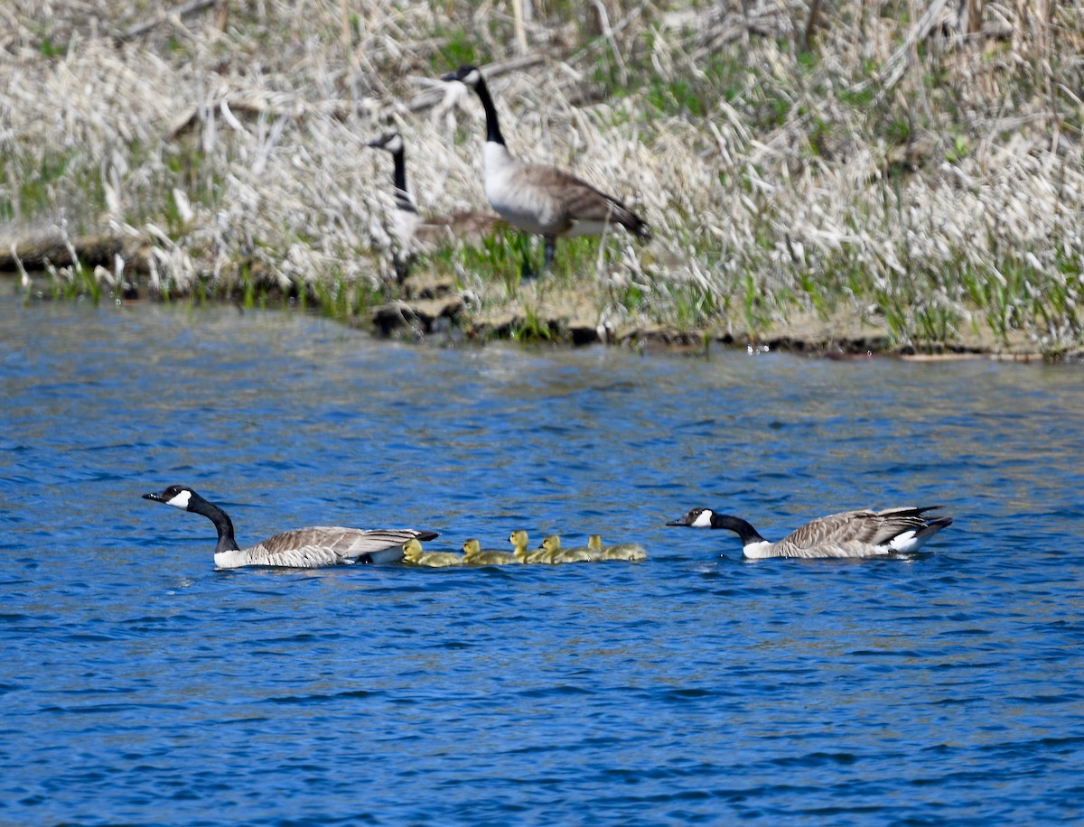 Canada Goose - Win Ahrens