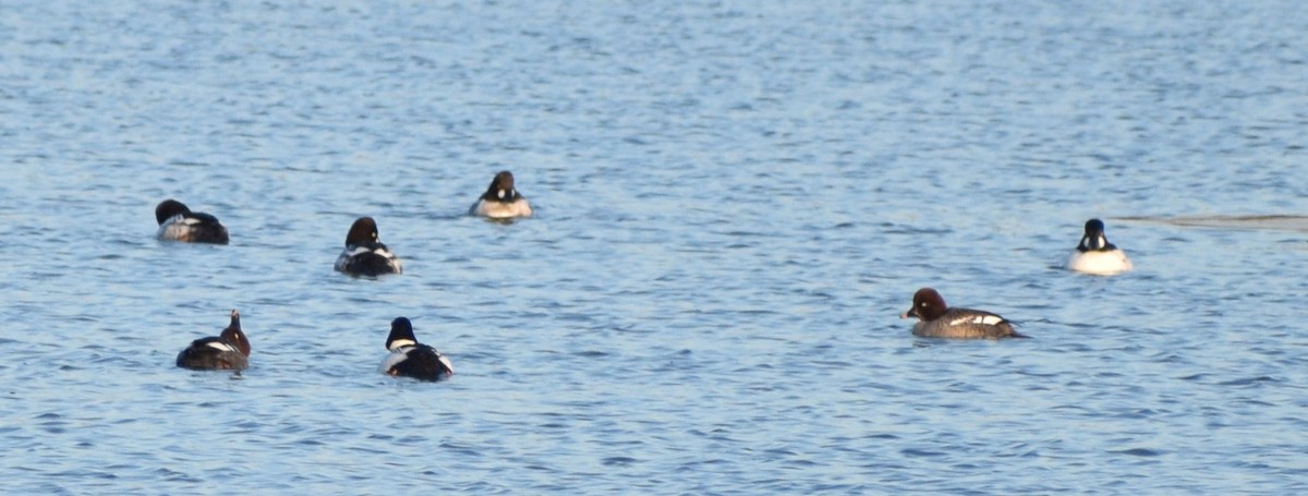 Common Goldeneye - Richard Buist