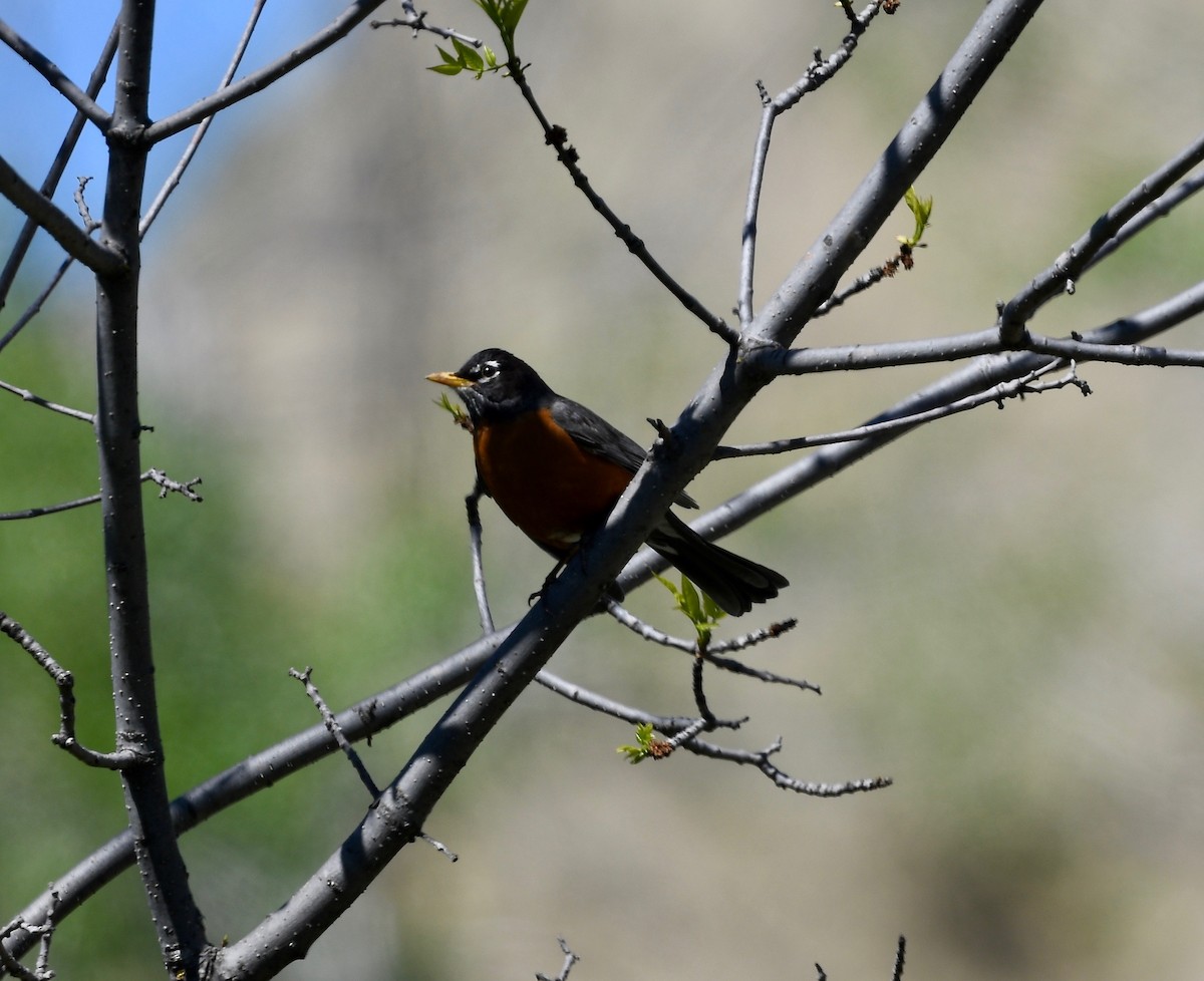 American Robin - ML487944111