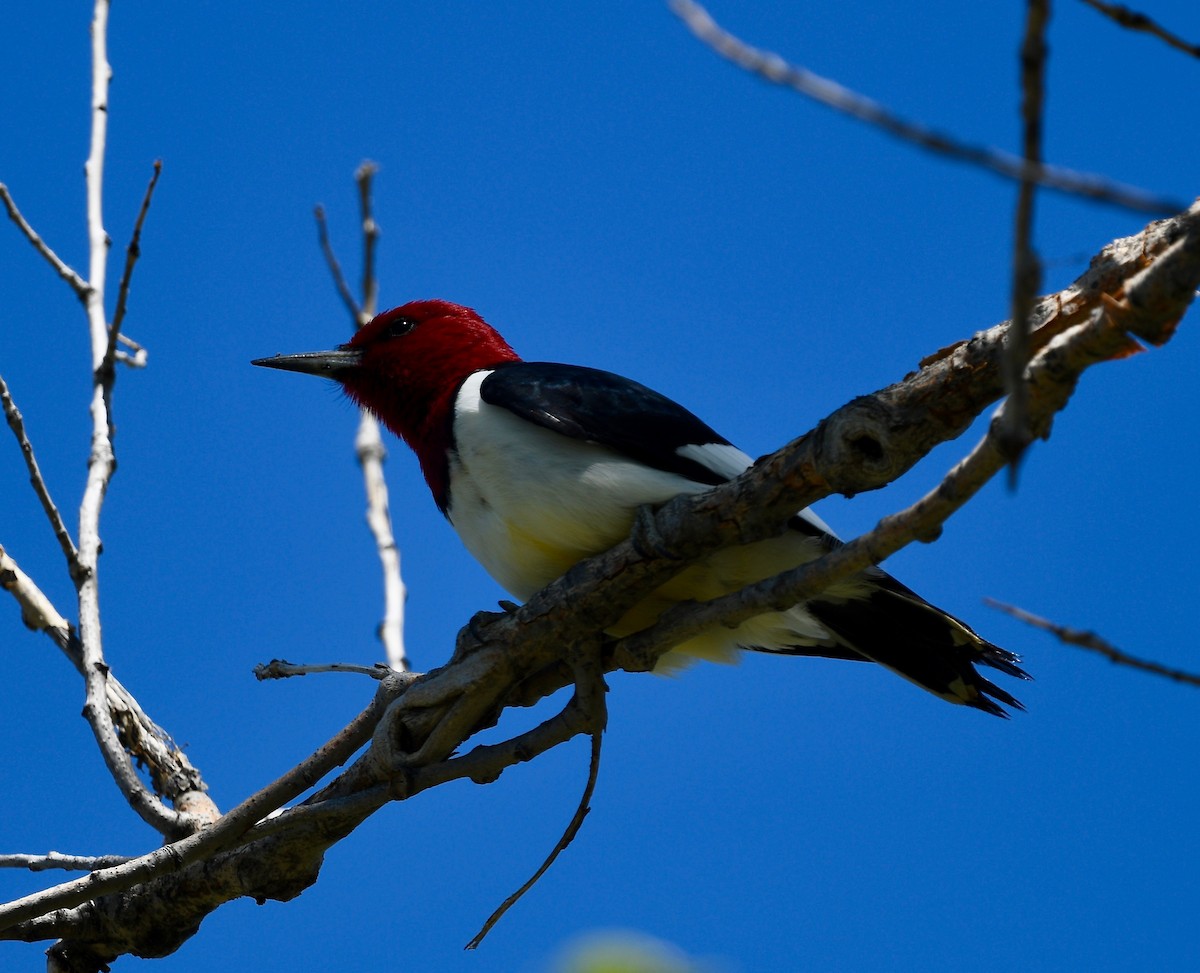 Red-headed Woodpecker - ML487945051