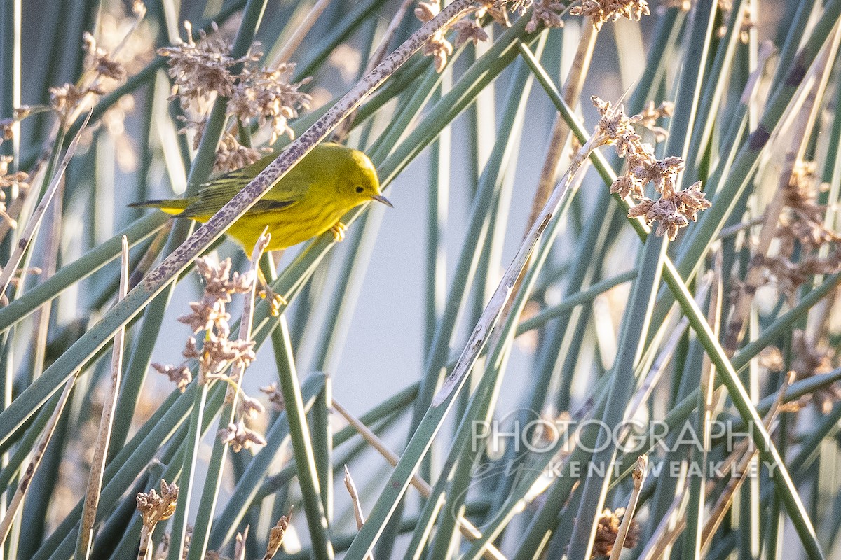 Yellow Warbler - Kent Weakley