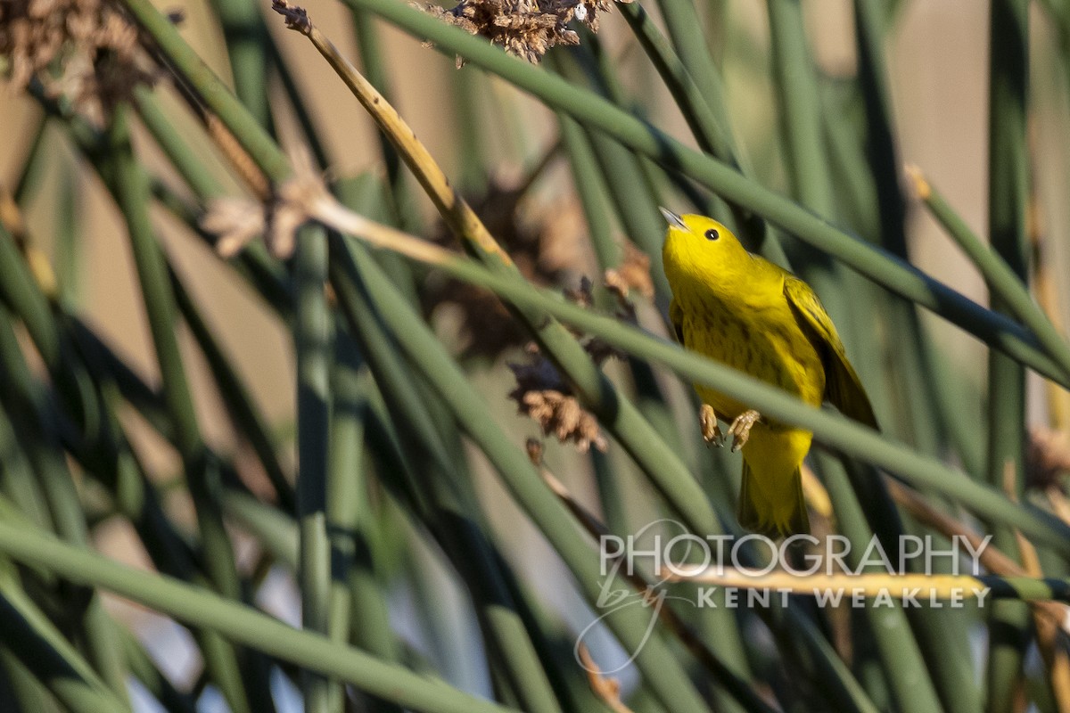 Yellow Warbler - ML487945691