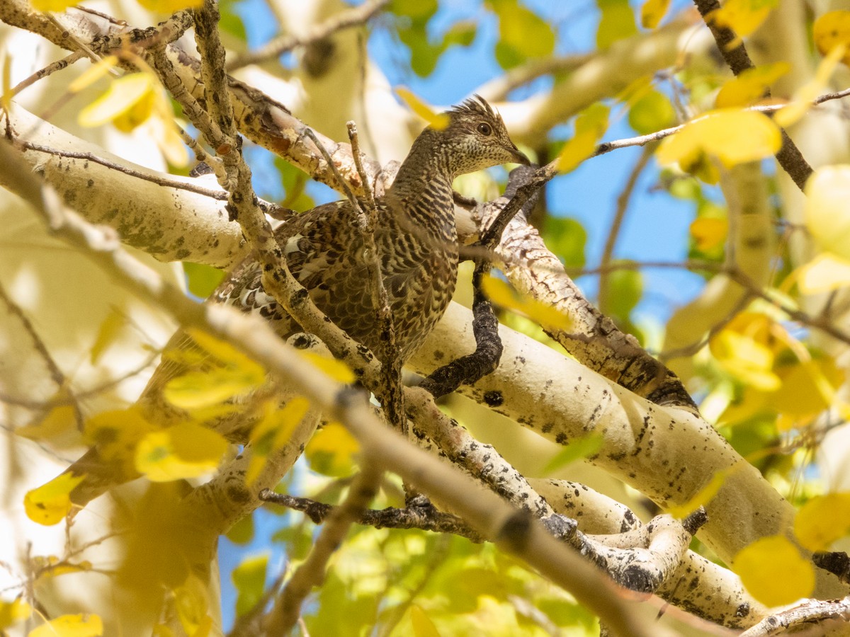 Ruffed Grouse - ML487947521