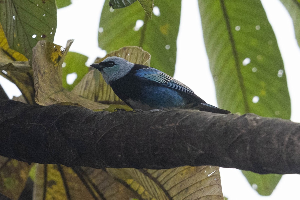 Masked Tanager - ML487948941