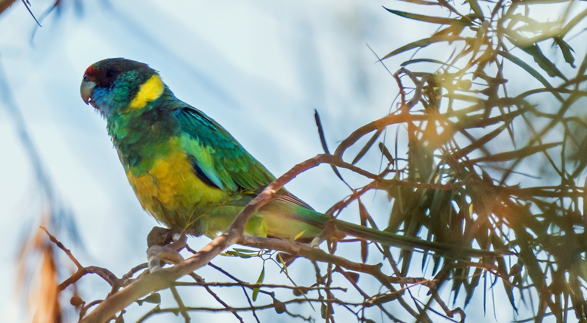 Perico de Port Lincoln - ML487949331