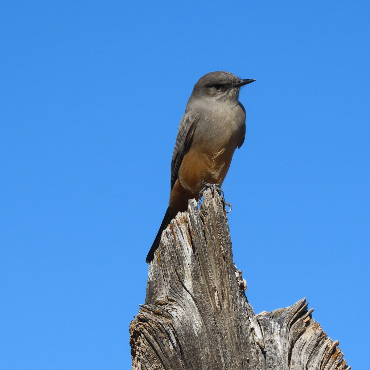 Say's Phoebe - ML487949711