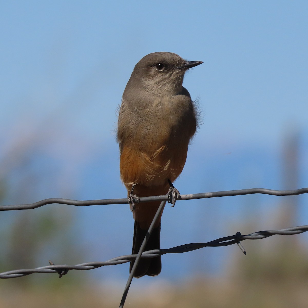 Say's Phoebe - ML487949731