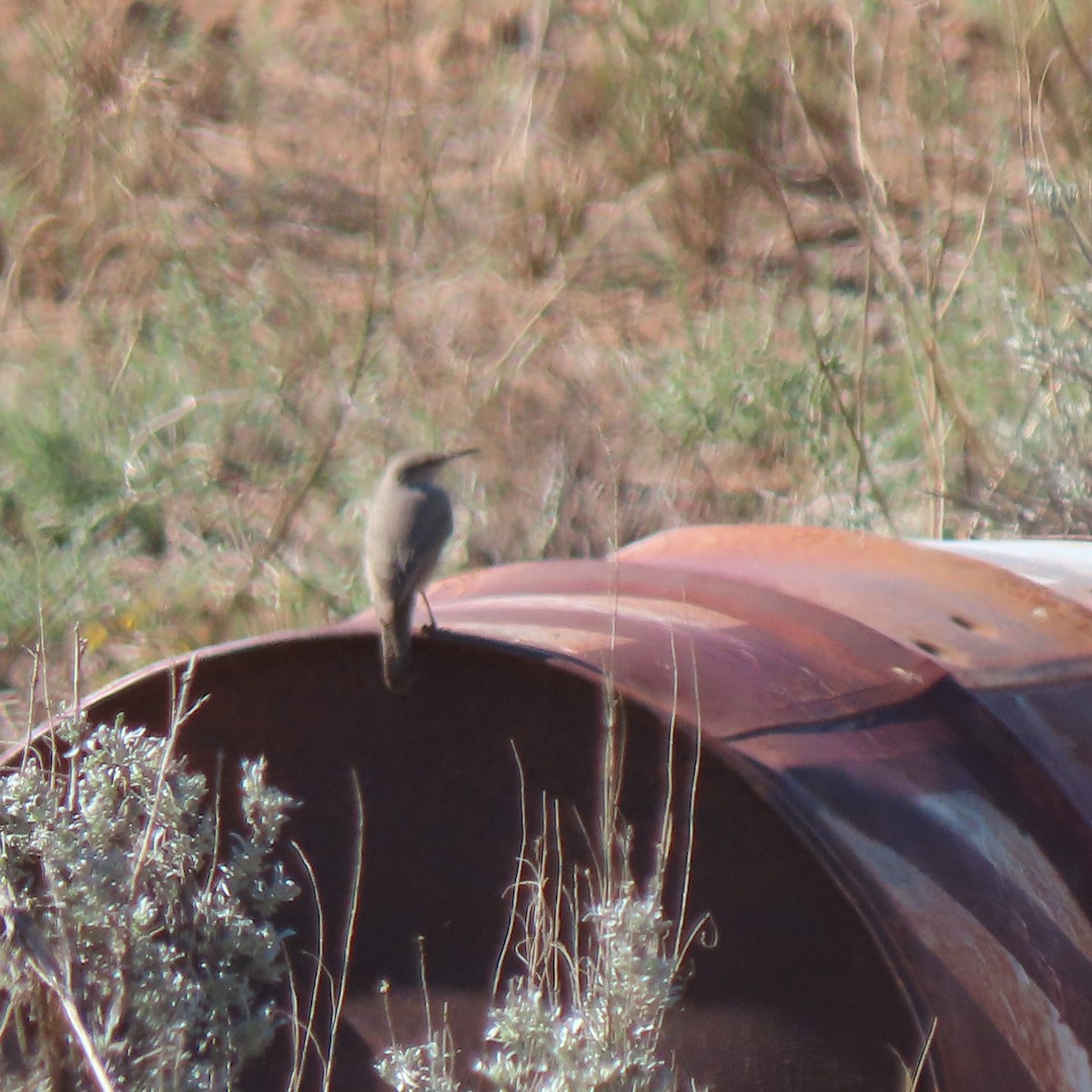 Rock Wren - ML487950181