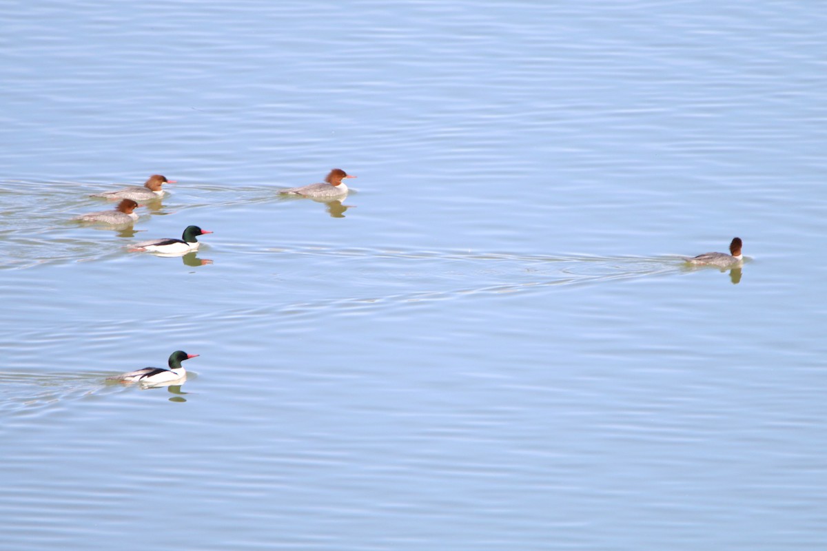 Common Merganser - ML48795161