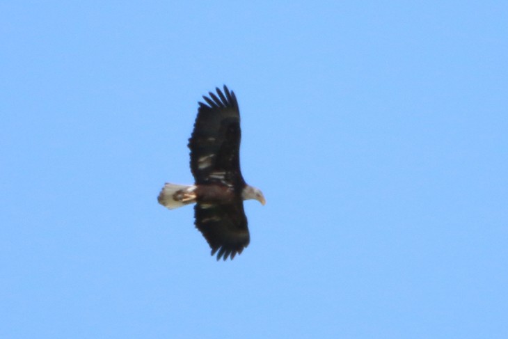 Bald Eagle - ML48795191