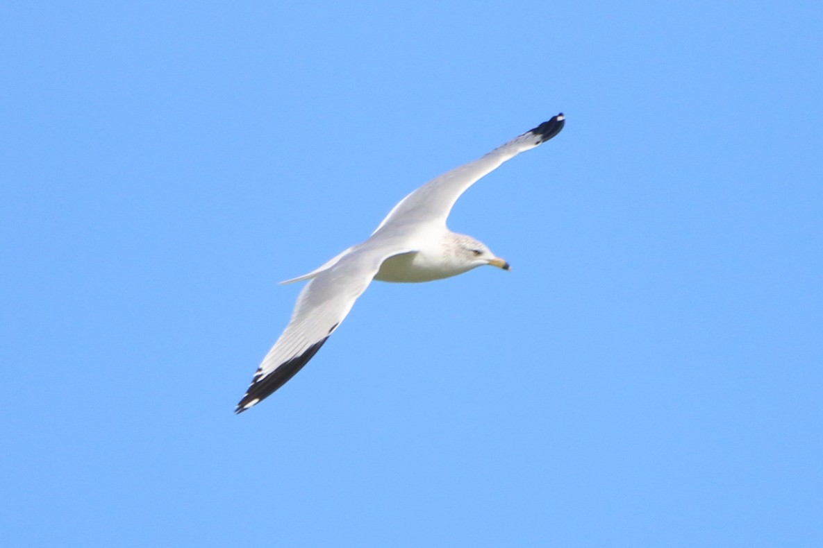 Ring-billed Gull - ML48795231