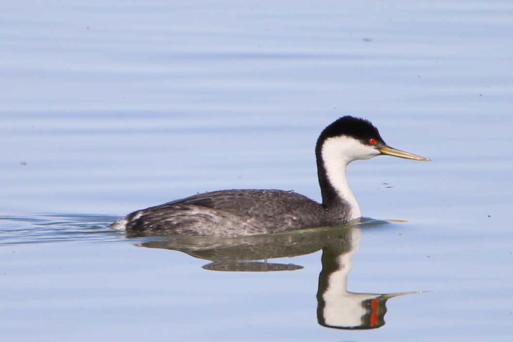 Western Grebe - ML48795251
