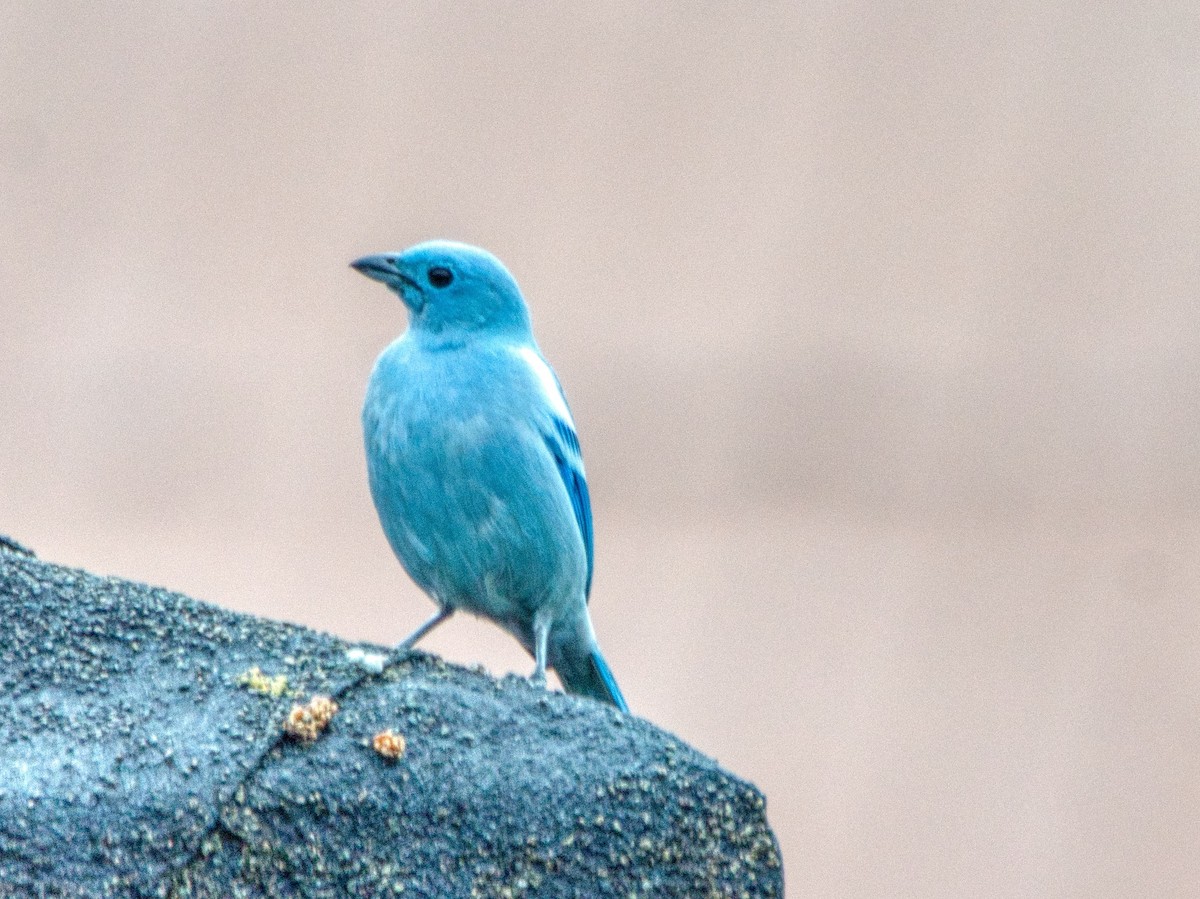 Blue-gray Tanager - ML487952621