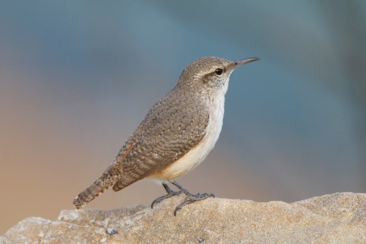 Rock Wren - ML48795271