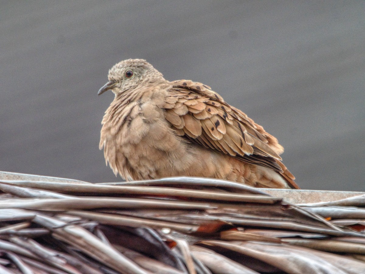 Ruddy Ground Dove - ML487953271