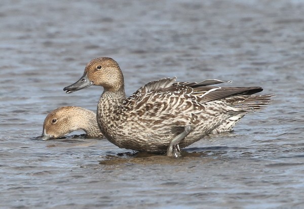 Northern Pintail - ML487953281