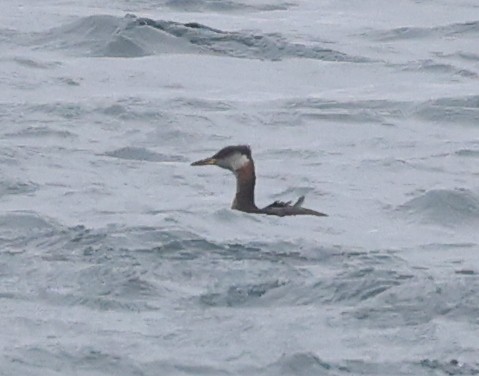 Red-necked Grebe - ML487953381