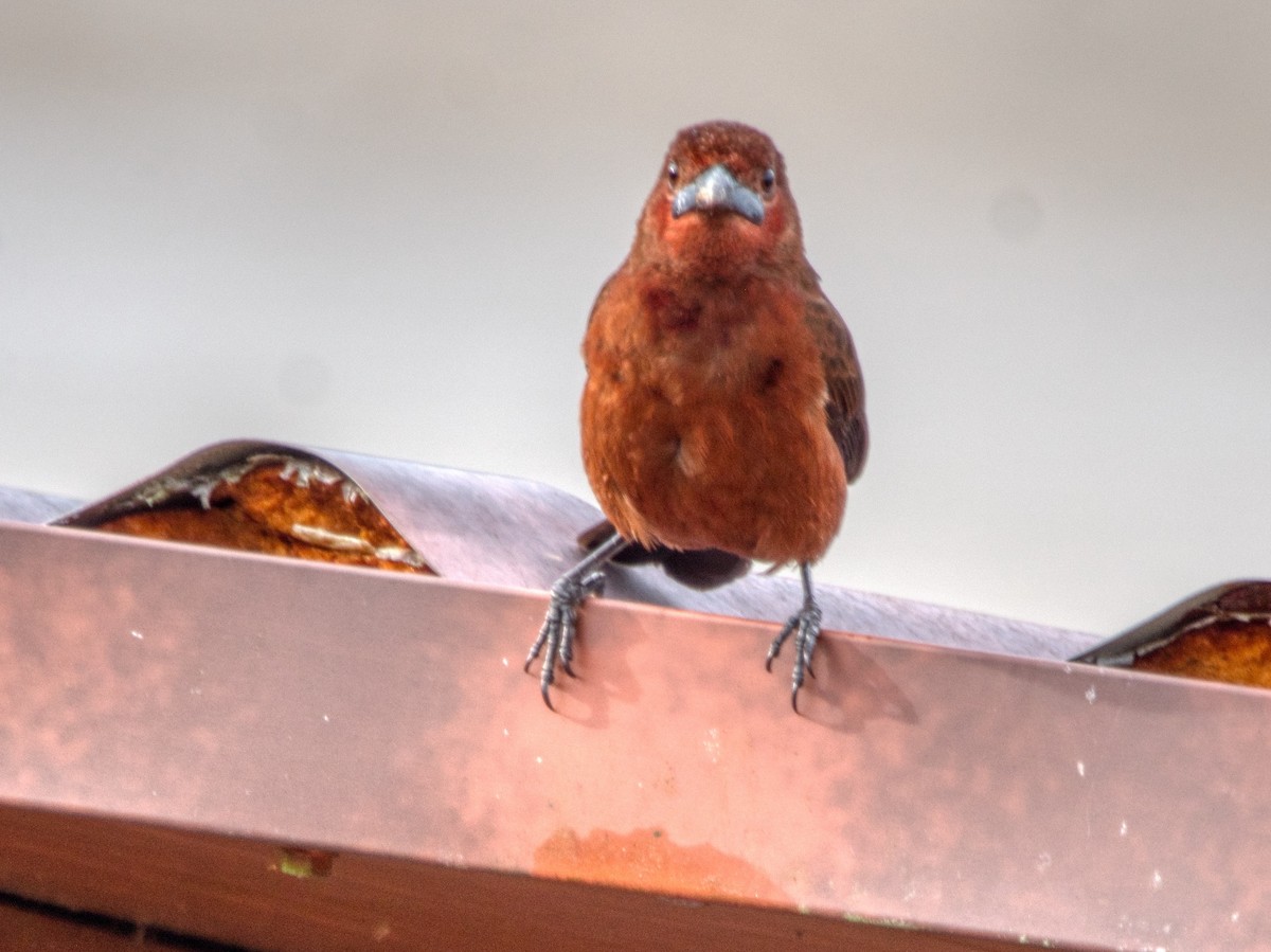 Silver-beaked Tanager - ML487953521