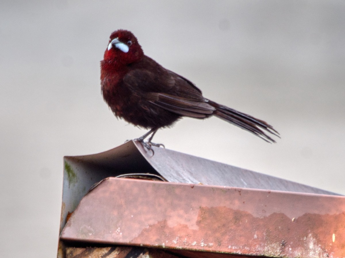 Silver-beaked Tanager - ML487953531