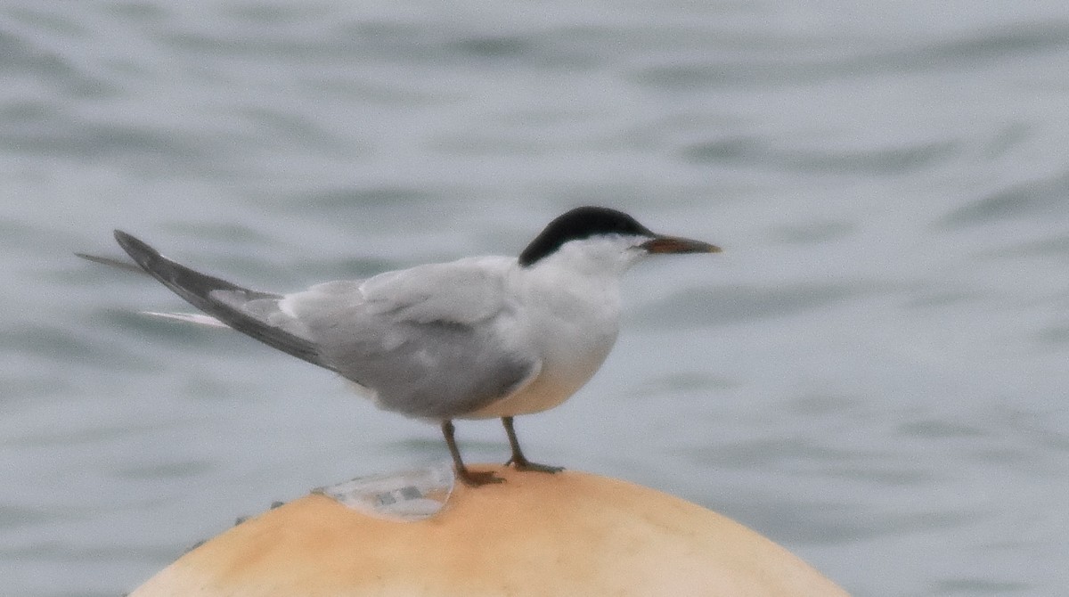 Common Tern - ML487953891