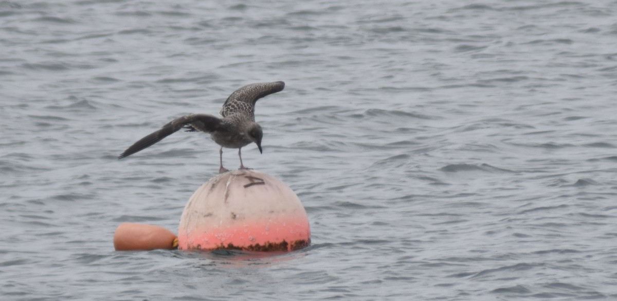 Herring Gull - ML487953911