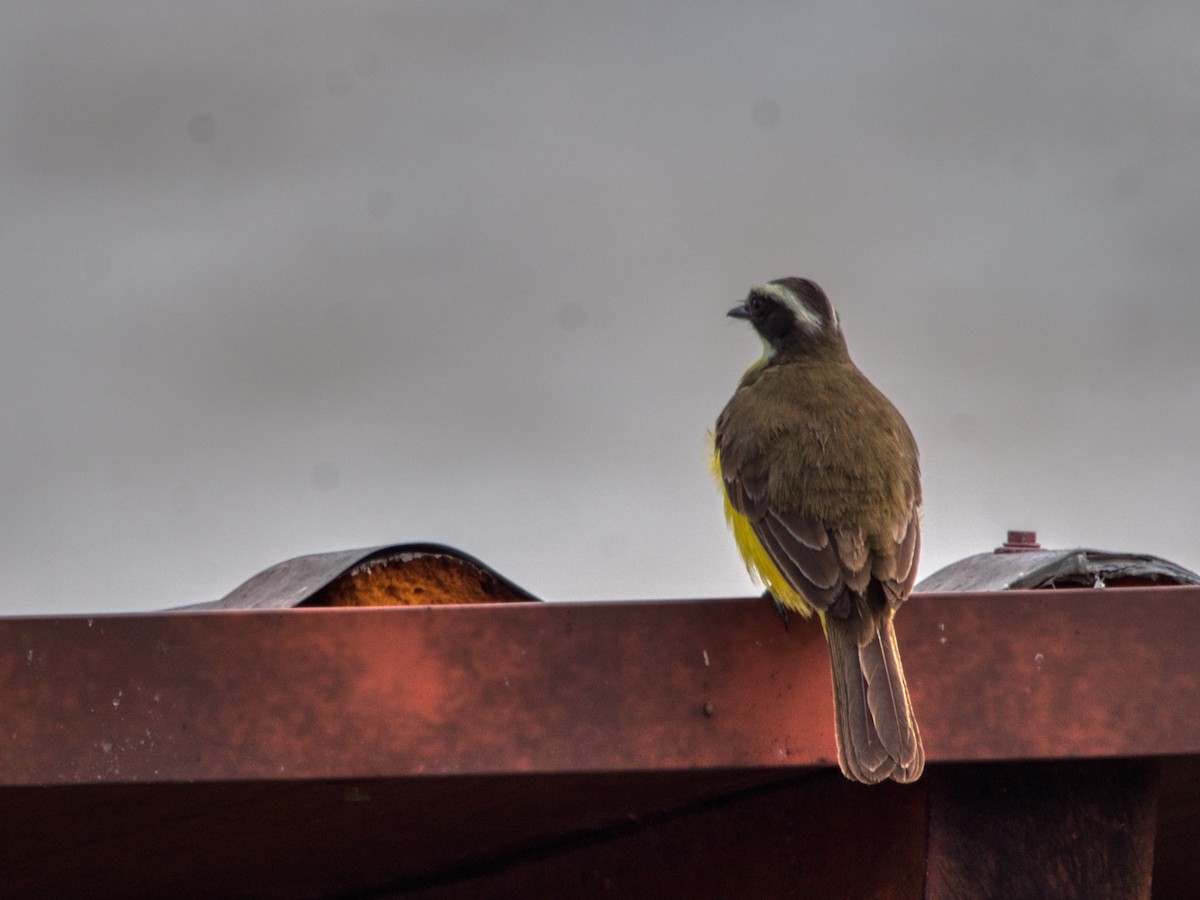 Lesser Kiskadee - ML487954071