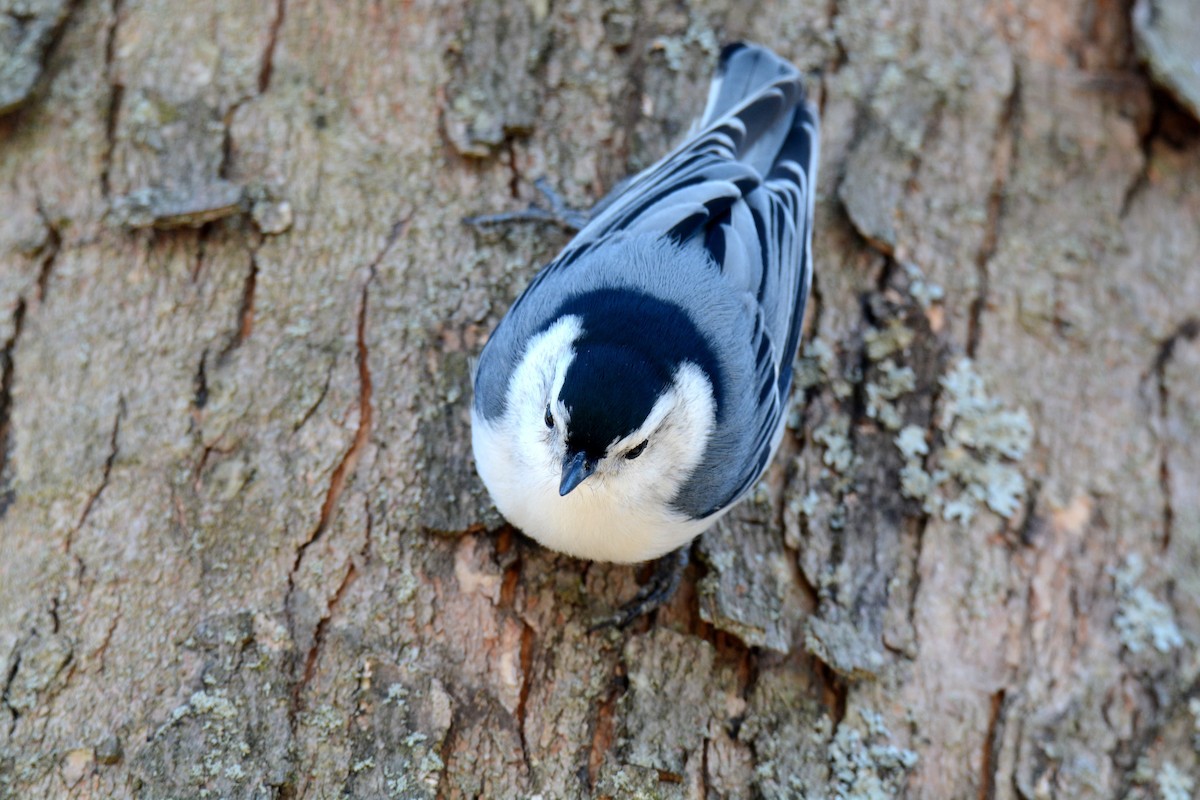 White-breasted Nuthatch - ML487957811