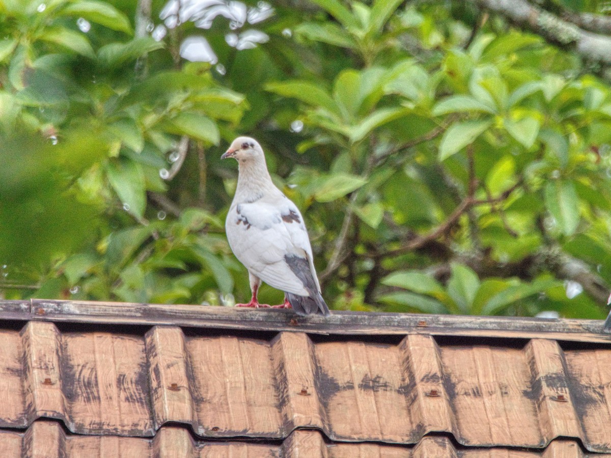 Rock Pigeon (Feral Pigeon) - David & Dawn Harris