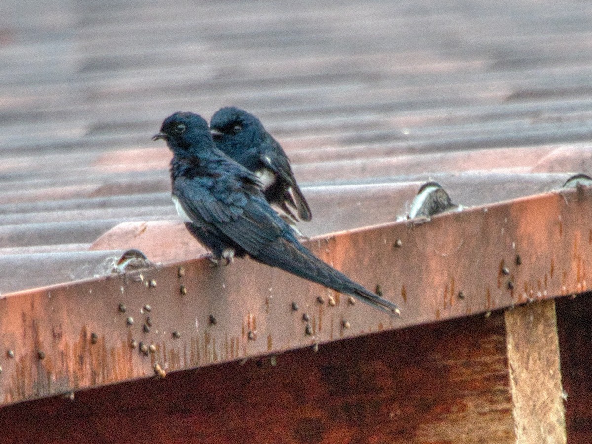 White-banded Swallow - ML487963271