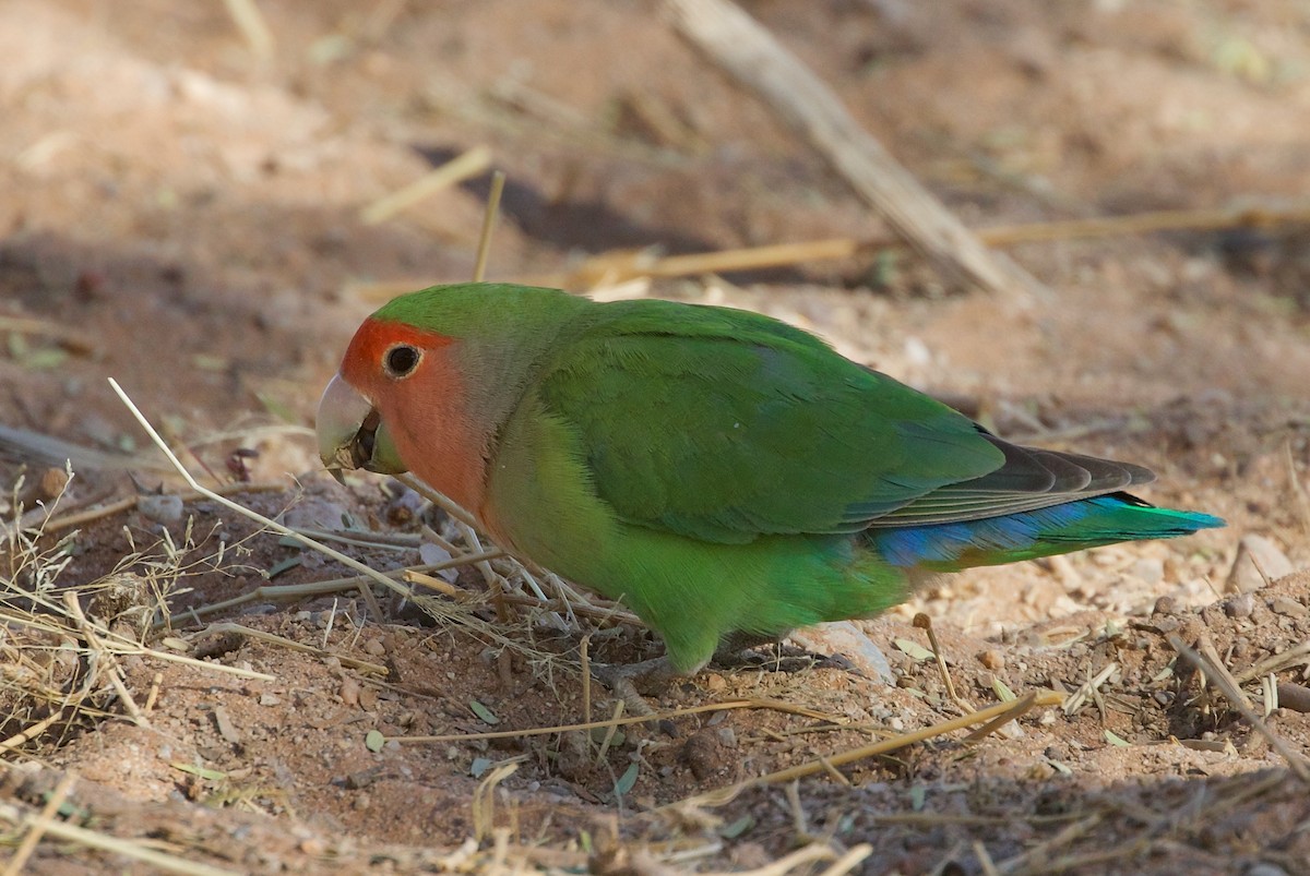 Rosy-faced Lovebird - ML487963891