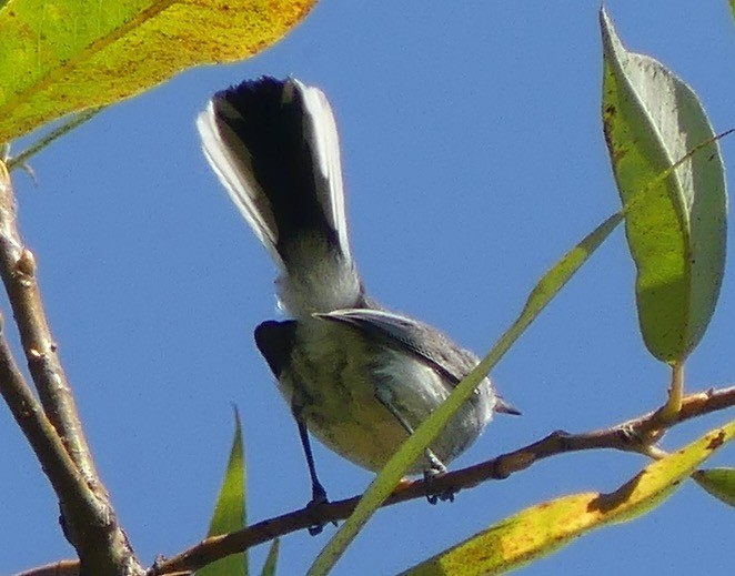 Blue-gray Gnatcatcher - ML487964411