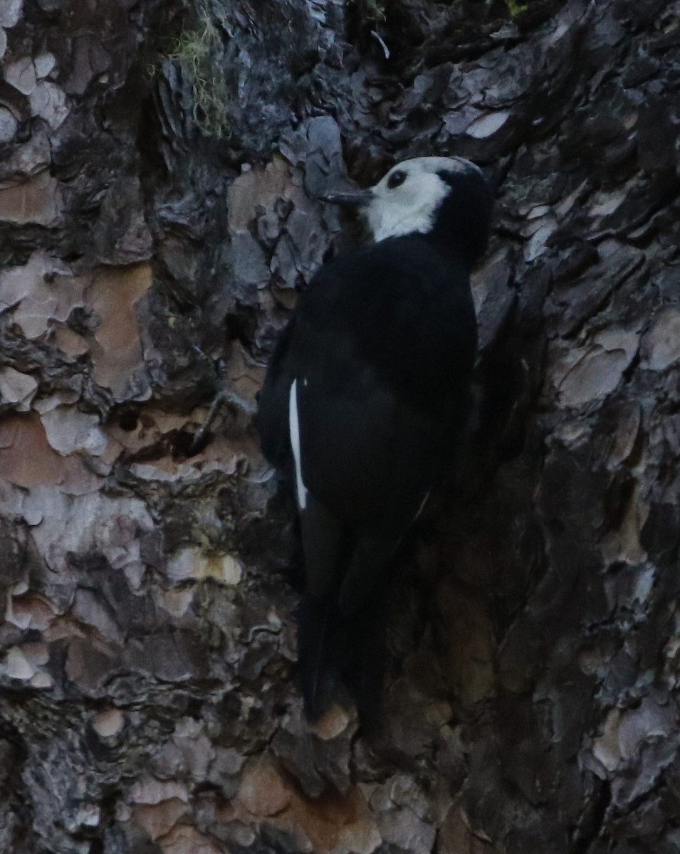 White-headed Woodpecker - Timothy Thompson