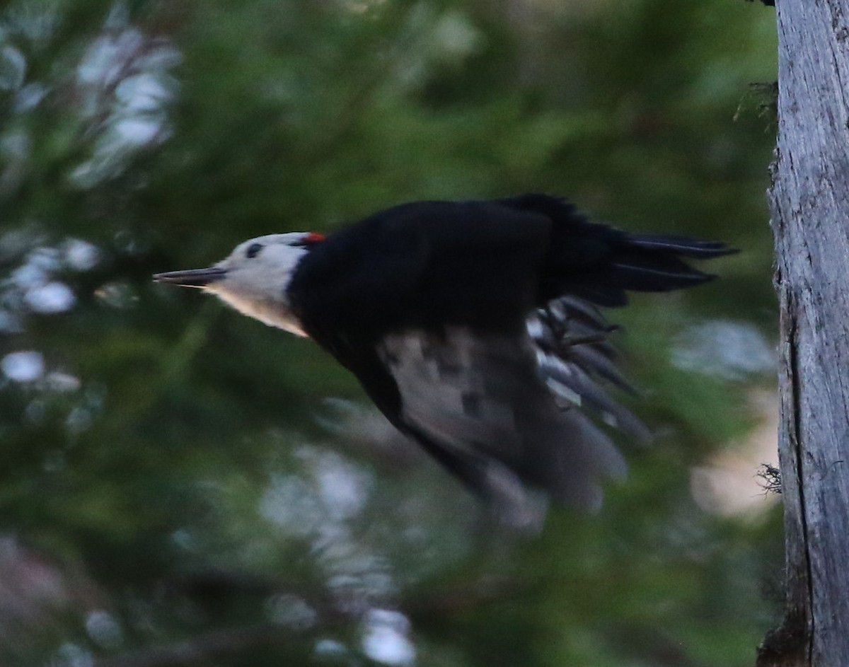 White-headed Woodpecker - ML487965201