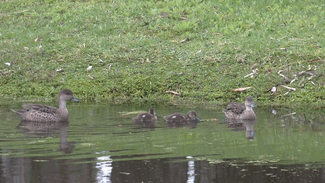 ハイイロコガモ - ML487965961