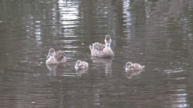 ハイイロコガモ - ML487965971