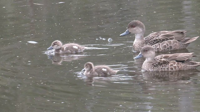 ハイイロコガモ - ML487966001