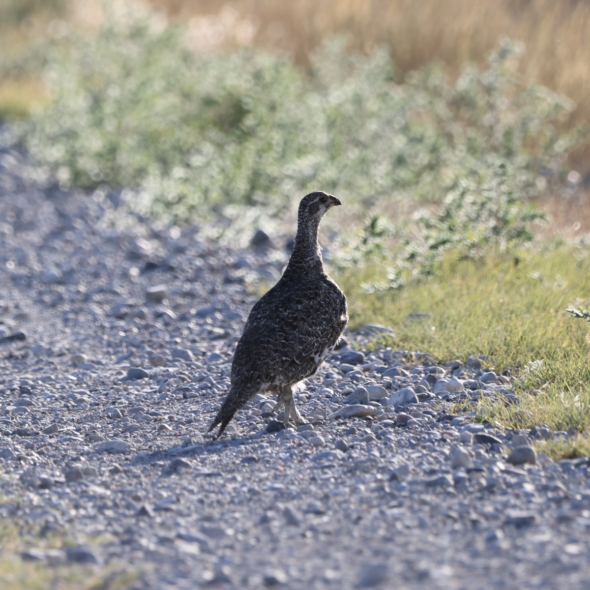 Greater Sage-Grouse - ML487966011
