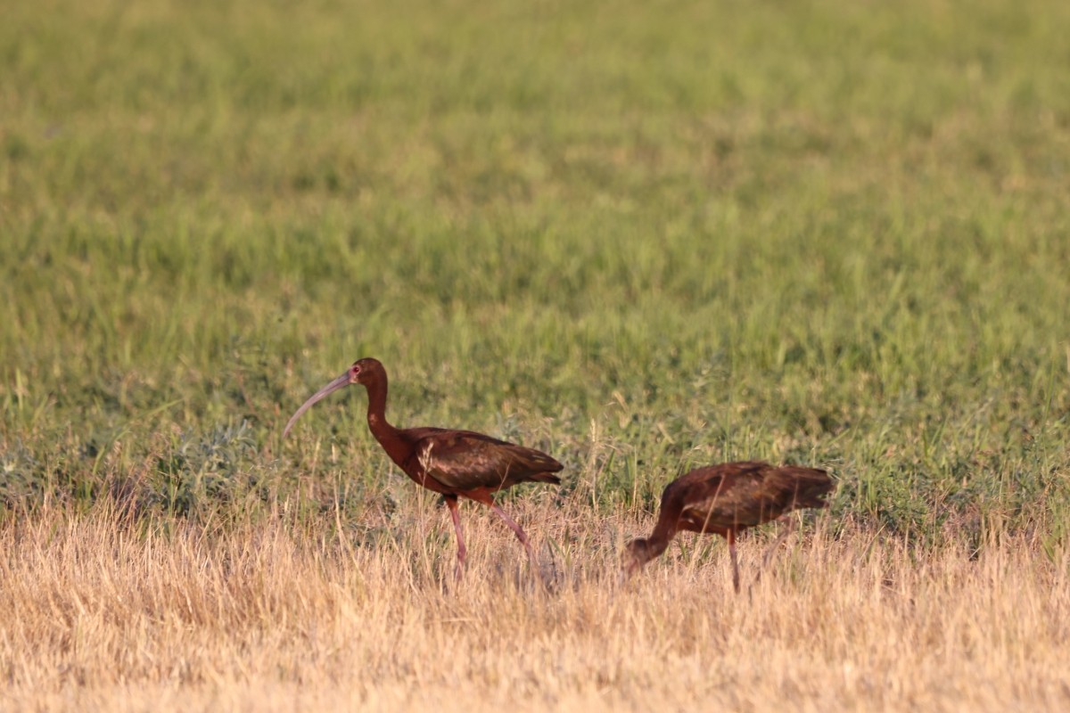 White-faced Ibis - ML487966061