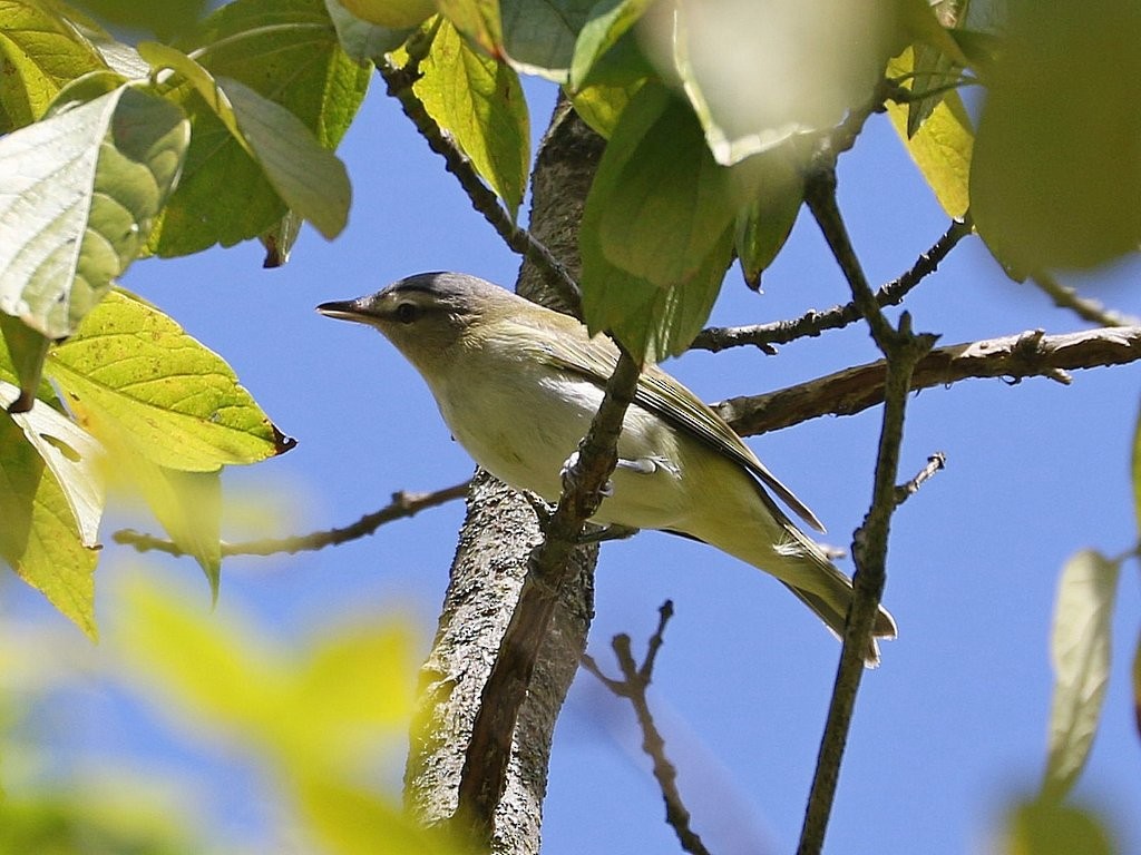 Red-eyed Vireo - Mike Lee