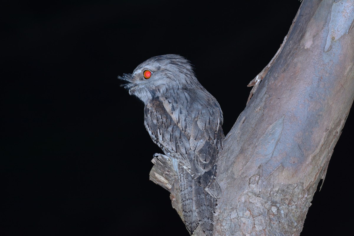eBird Checklist - 20 Nov 2014 - Royal National Park* general (please ...