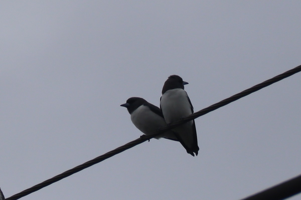 White-breasted Woodswallow - ML487967081