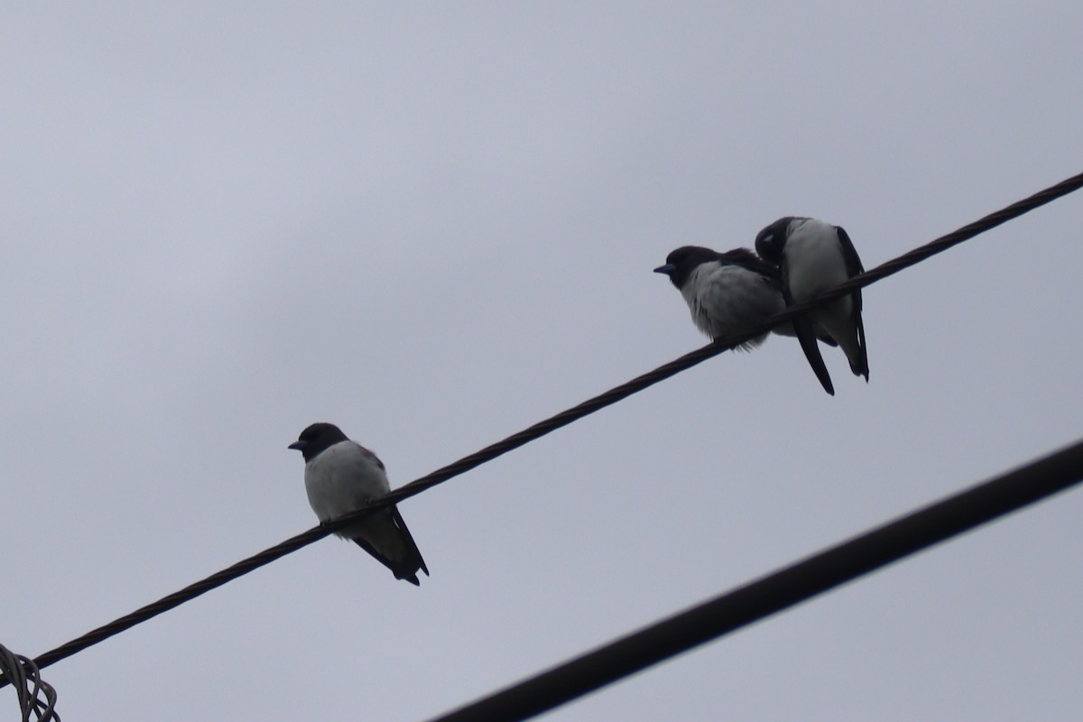 White-breasted Woodswallow - ML487967091