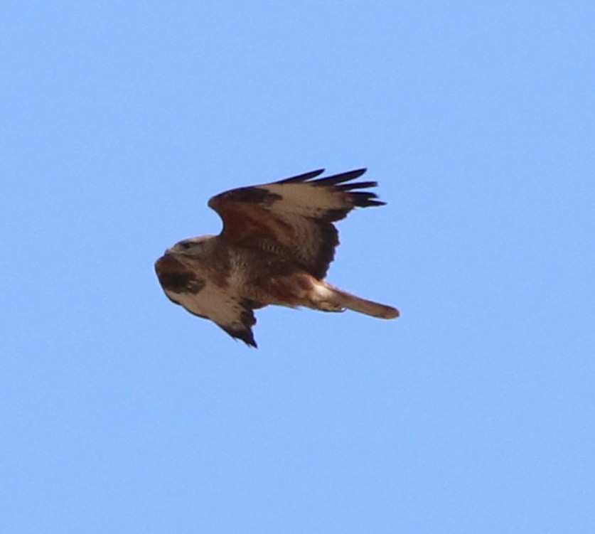 Common Buzzard - ML487967421