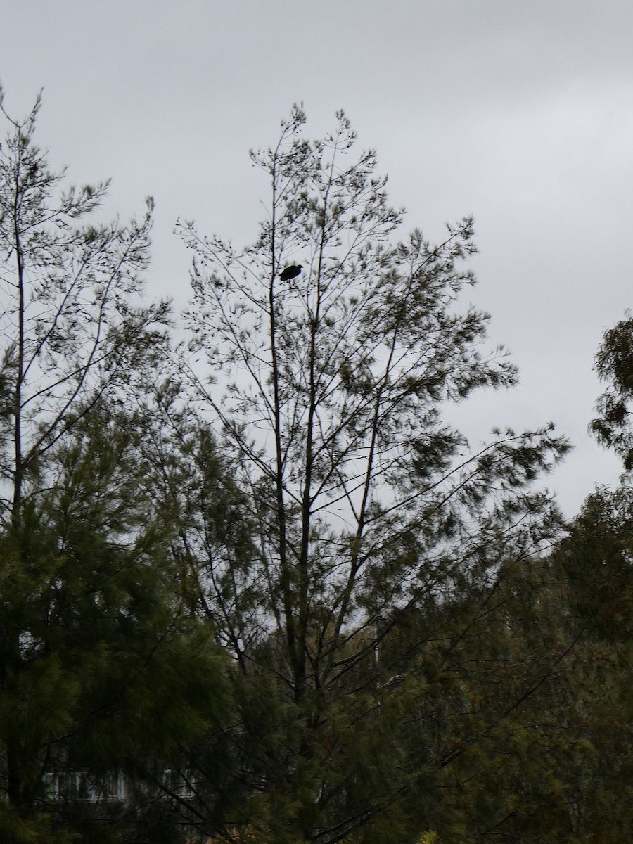 slípka australasijská - ML487967871