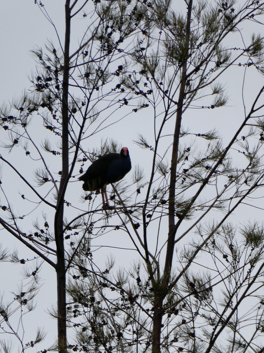 slípka australasijská - ML487967881