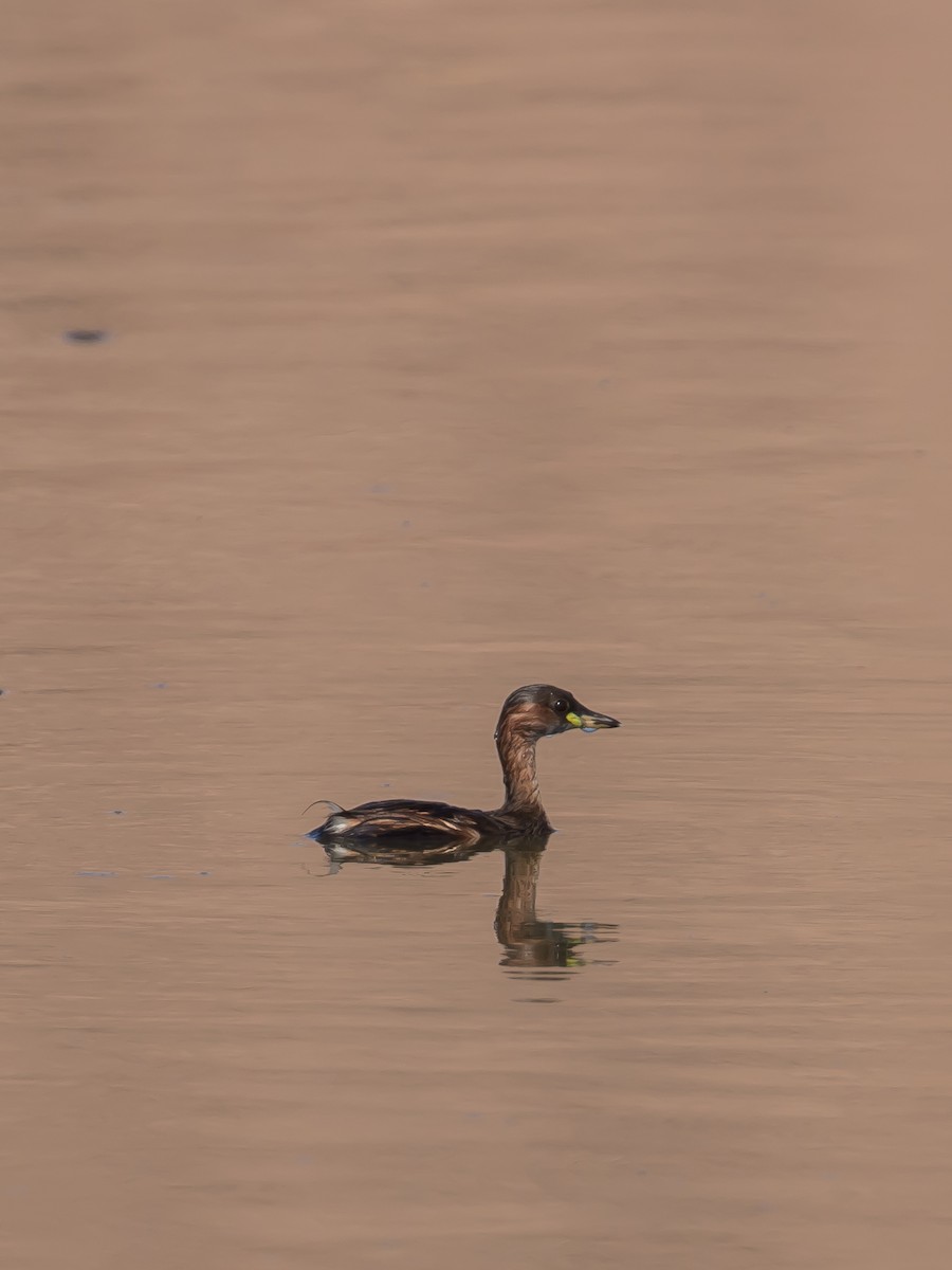 Little Grebe - Milan Martic