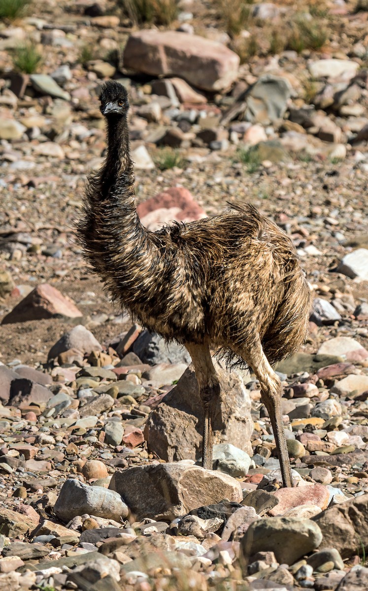 Emu - ML487969561