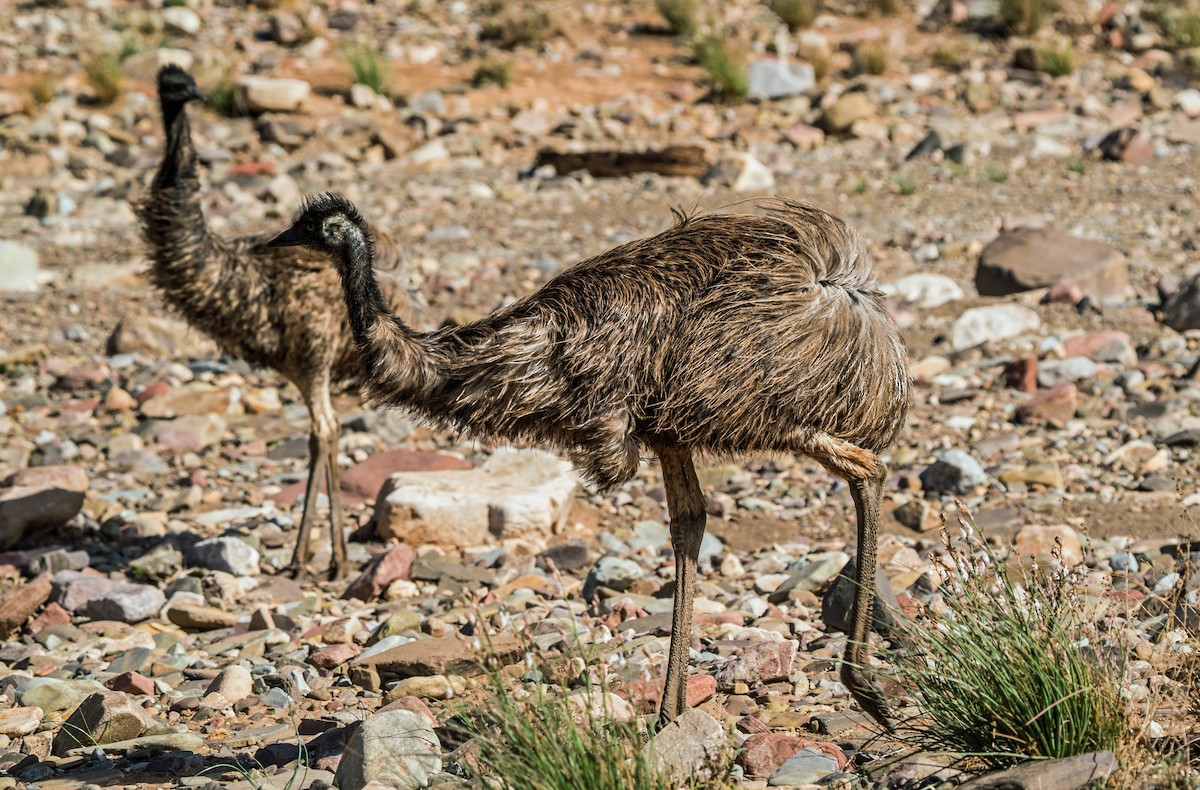 Emu - ML487969571