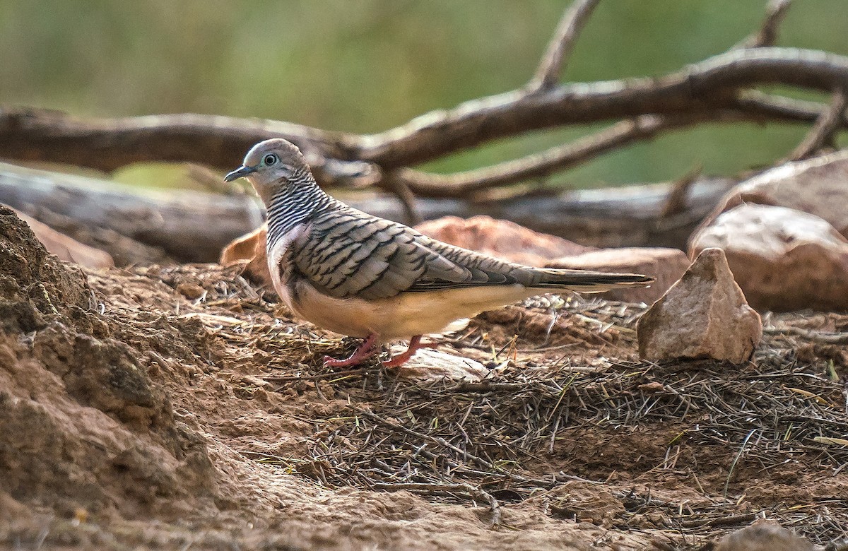 Peaceful Dove - ML487969601